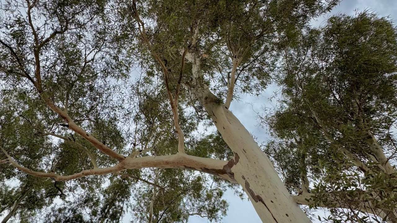 Looking up at a large eucalyptus tree.
